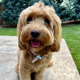 Winnie - Goldendoodle