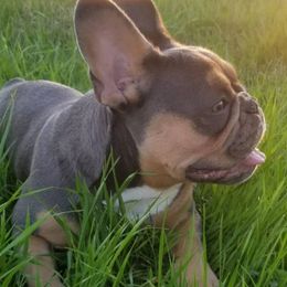 French Bulldog All Grown Up from Southern Ark French Bulldogs