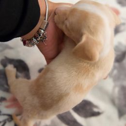 Dachshund Puppies from Purpleheartdoxies