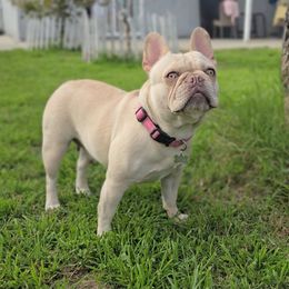 Pinky - French Bulldog