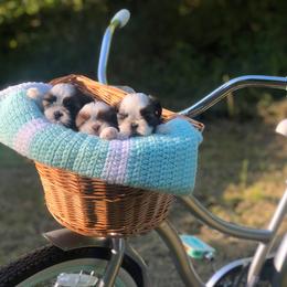 Shih Tzu Puppies from Garrard Creek Shih Tzus