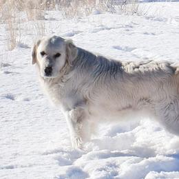 River - Golden Retriever