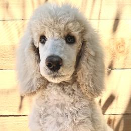 Puffball - Cream male Poodle puppy in Arroyo Grande, California from Ever So Clever Poodles