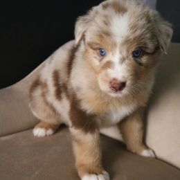 Australian Shepherd Puppies from Kiki's Aussies