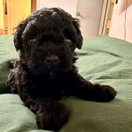 Boy 1 - Black male Poodle puppy in Joshua, Texas from 3 Gun Retrievers