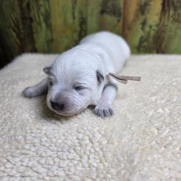 Tan Collar Blue Female - Red speckled female Australian Cattle Dog puppy in Riverton, Utah from Rundown Ranch Cattle Dogs