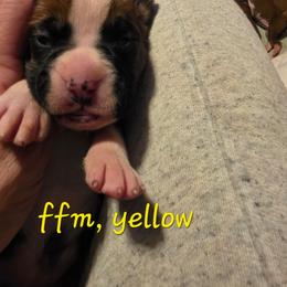 Yellow male, flashy fawn - Fawn male Boxer puppy in Farmington, Pennsylvania from Impression's Boxers