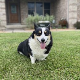 Sam - Pembroke Welsh Corgi