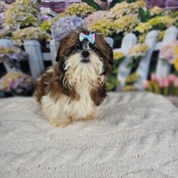 Petal - Tricolor female Shih Tzu puppy in Tuscola, Illinois from Dream on puppies