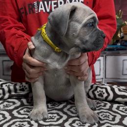 Yellow collar - Fawn female Cane Corso puppy in Clewiston, Florida from Far From Average Kennels