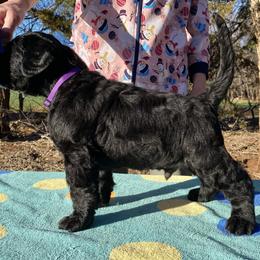 Boy 3 - Black male Black Russian Terrier puppy in Oklahoma from Ter’Avalon Kennel