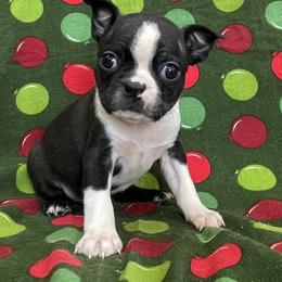 Dallas - Brindle and white male Boston Terrier puppy in Fillmore, Illinois from Wind Hill Puppies