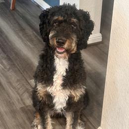 Tootsie - Bernedoodle