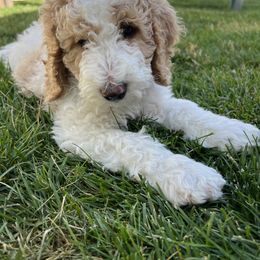 Sheepadoodle Puppies from Pretty Perfect Pups