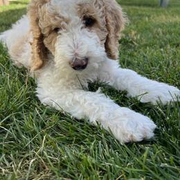 Sheepadoodle Puppies from Pretty Perfect Pups