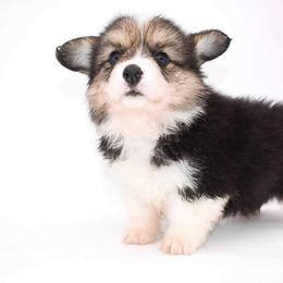 Pembroke Welsh Corgi Puppies from MG Corgis