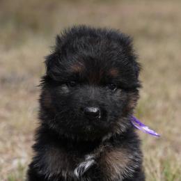 Lavender Ribbon - Black and red female German Shepherd puppy in Howard City, Michigan from Sherman's Shepherds