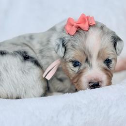 Coral collar - Blue merle female Aussiedoodle puppy in 32046, Florida from River Hill Ranch