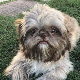 Little bit - Shih Tzu