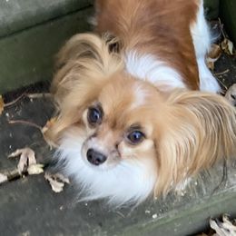 Tuni - Papillon