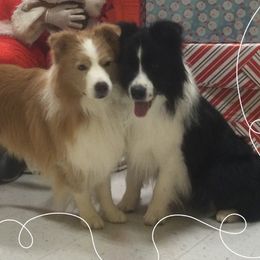 Border Collies from Hillcrest Border Collies