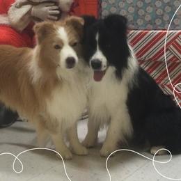 Border Collies from Hillcrest Border Collies