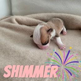 Shimmer - White and red female Pembroke Welsh Corgi puppy in Indianapolis, Indiana from Mk’s Corgis