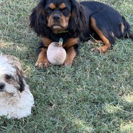 Pearl - Cavalier King Charles Spaniel