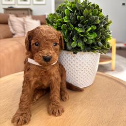 Aspen - Red  female Goldendoodle puppy in Alamance County, North Carolina from Doodle Squad Puppies