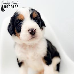 FLETCHER - Tri-color male Bernedoodle puppy in Tipton, Indiana from Country Creek Doodles