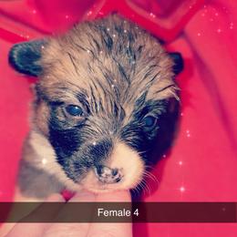 American Corgi Puppies from Highland corgis