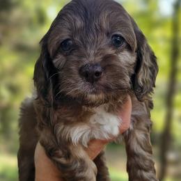 Pink Female - Brown and tan female Cockapoo puppy in Mocksville, North Carolina from Hunting Creek Kennels & Farm
