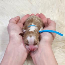 Blue Collar Boy, Sheldon - Blenheim male Cavapoo puppy in Cypress, Texas from Doodles Of Cypress