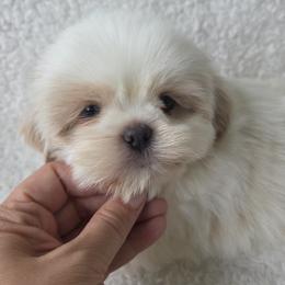 Crumpet - White male Shih Tzu puppy in Waynesboro, Pennsylvania from Big Win Shih Tzus