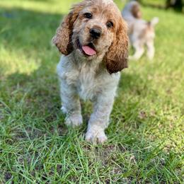 English Springer Spaniel Puppies from Willow Creek Farms