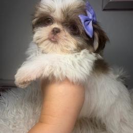 Queenie - Liver and white female Shih Tzu puppy in Coolidge, Arizona from Shih Tzu’s  ‘N’ Love