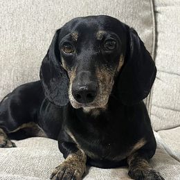 Charlie - Dachshund