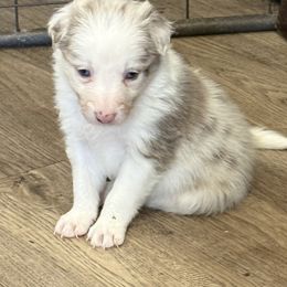 Zoey - Lilac merle female Border Collie puppy in Guffey, Colorado from Sunset Ridge