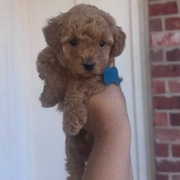 Tucker - Apricot male Poodle puppy in Okc, Oklahoma from Designer Poos By Diva