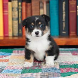 Falcon - Black and tan male Pembroke Welsh Corgi puppy in Bedford, Indiana from Sunny Acres Corgis