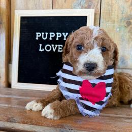 Kirby - Red male Labradoodle puppy in English, Indiana from Doodle Darlings