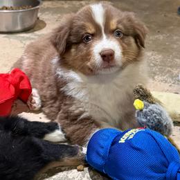 Lily - Red tri-color female Australian Shepherd puppy in Brownfield, Maine from Misty Feather Aussies
