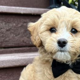 Cavapoos from Rocky Mountain Cavapoos