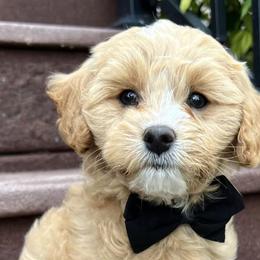 Cavapoos from Rocky Mountain Cavapoos
