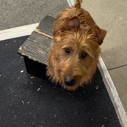 Australian Terrier Puppies from Kevin Kitchen