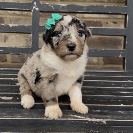 Marigold - Blue merle female Aussiedoodle puppy in Cartersville, Georgia from Simply Blessed Doodles