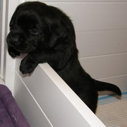 Labrador Retriever Puppies from Mystic River Labradors