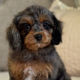 Hugo - Merle male Cavapoo puppy in Beckley, West Virginia from By Design Doodles