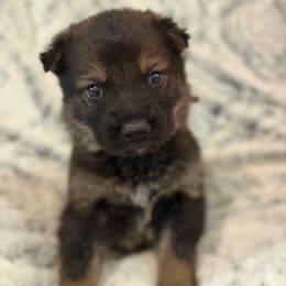 Brown Boy - Sable male German Shepherd puppy in Beech Grove, Arkansas from Ze Zadnich lesu