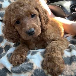 Cockapoo Puppies from Ouachita River Cockapoos